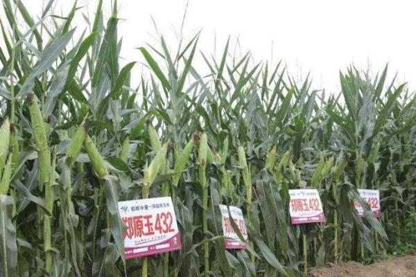 鄭原玉432玉米種介紹