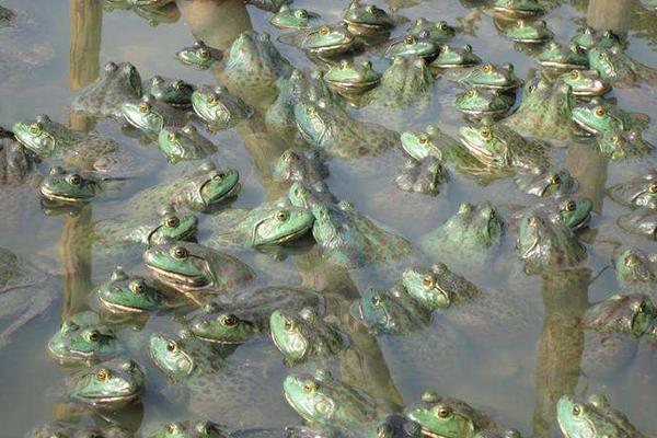 養殖牛蛙污染大嗎