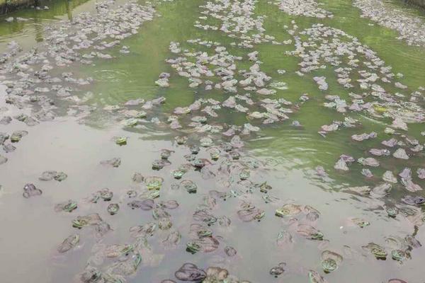 養殖牛蛙污染大嗎