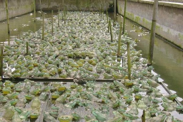 養殖牛蛙污染大嗎