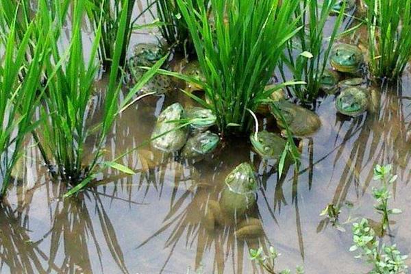 養殖牛蛙污染大嗎
