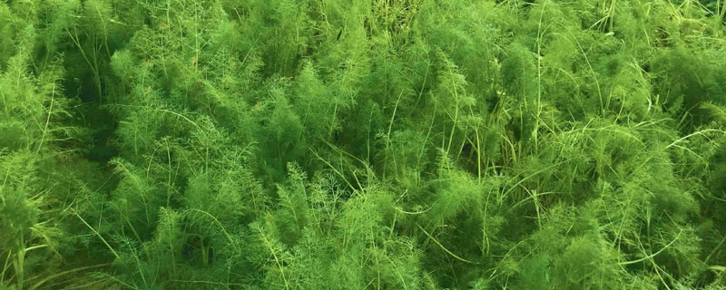 茴香的種植方法和時間,春秋兩季播種,注意種子的處理及施肥