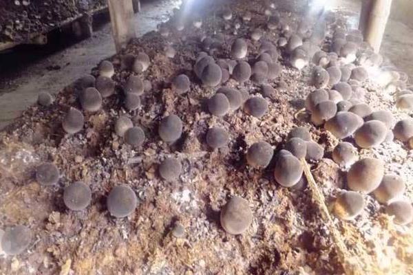 草菇不出菇是什么回事？附原因及解決辦法