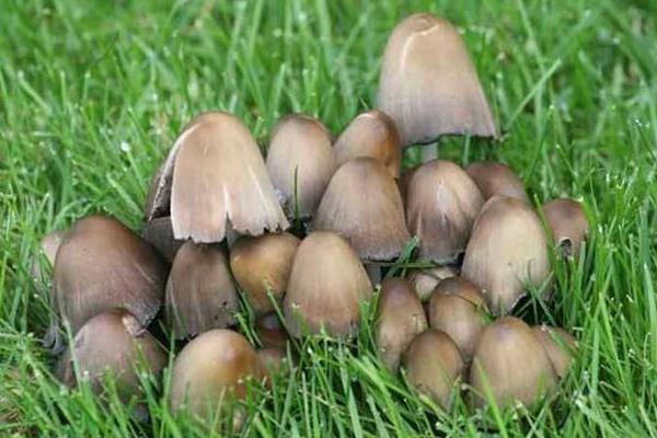 草菇不出菇是什么回事？附原因及解決辦法