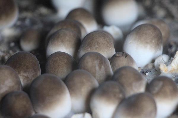 草菇不出菇是什么回事？附原因及解決辦法