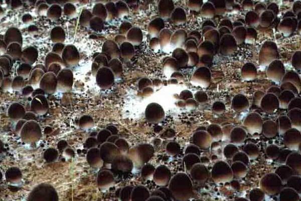 草菇不出菇是什么回事？附原因及解決辦法