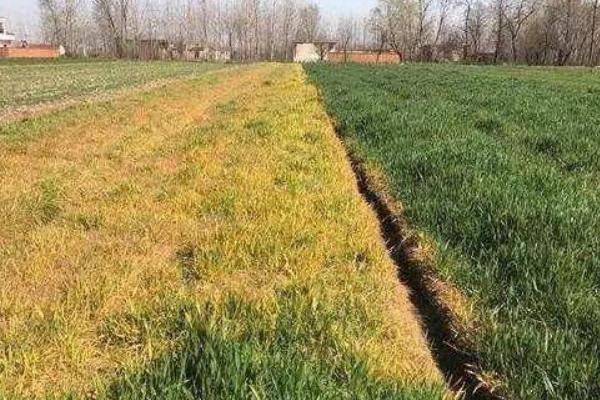 除草劑行情分析