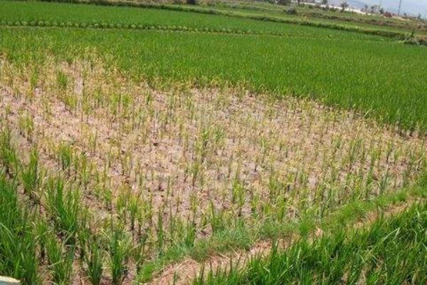 除草劑行情分析