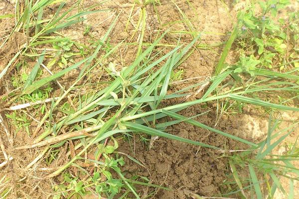 除草劑行情分析