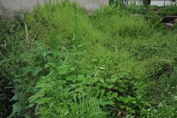 除草劑行情分析