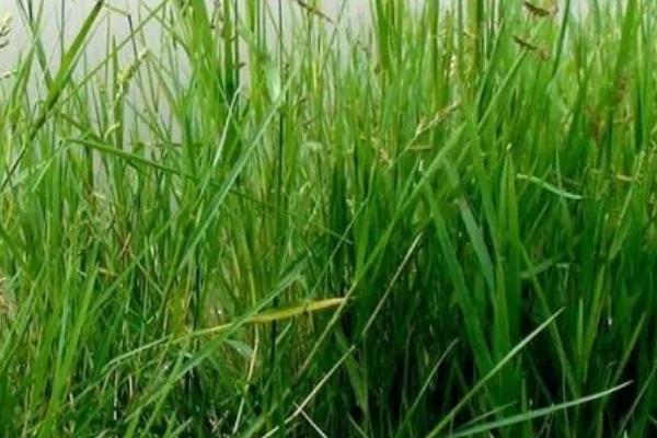 除草劑行情分析