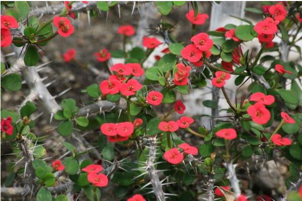 虎刺梅的養殖方法和注意事項視頻
