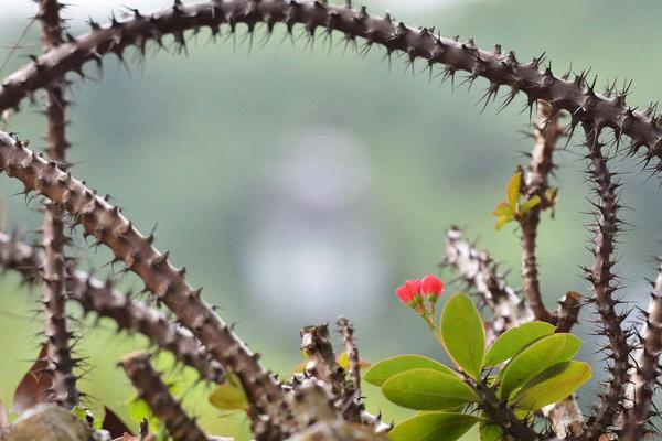 虎刺梅的養殖方法和注意事項視頻