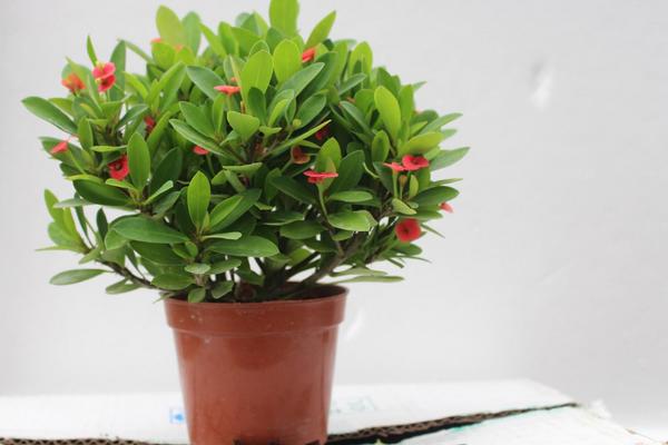 虎刺梅的養殖方法和注意事項視頻