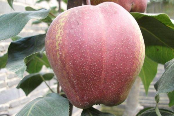 復(fù)合肥地下肥效期多長(zhǎng)