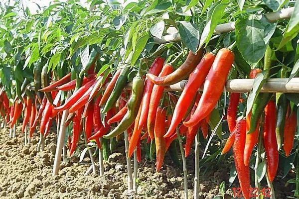 復(fù)合肥地下肥效期多長(zhǎng)