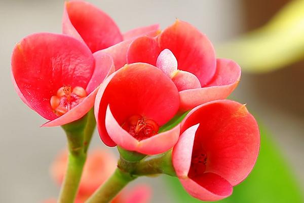 虎刺梅的養殖方法和注意事項視頻