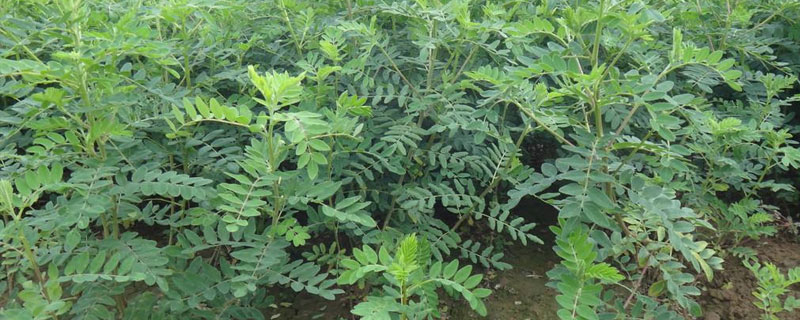 黃芪種植條件,要求土壤肥沃且排水性好