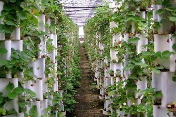 山藥無土懸空種植