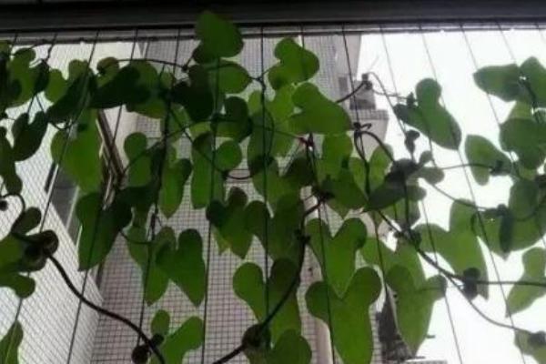 山藥無土懸空種植