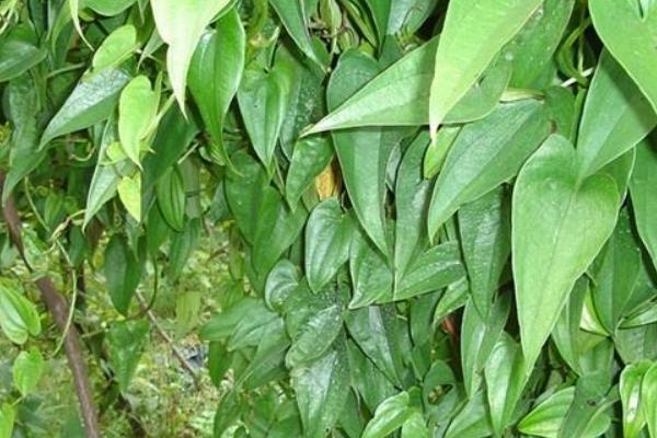 山藥無土懸空種植