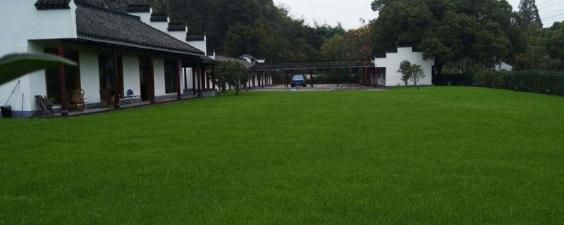 草坪除雜草用什么藥，根據草坪類型和雜草類型區別用藥