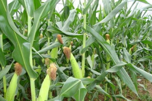 賣化肥的順口溜