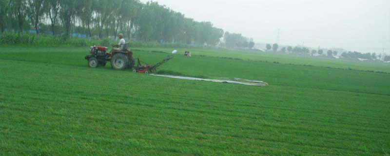 草坪雜草的除草辦法，根據草坪的具體情況選擇合適的除草方法