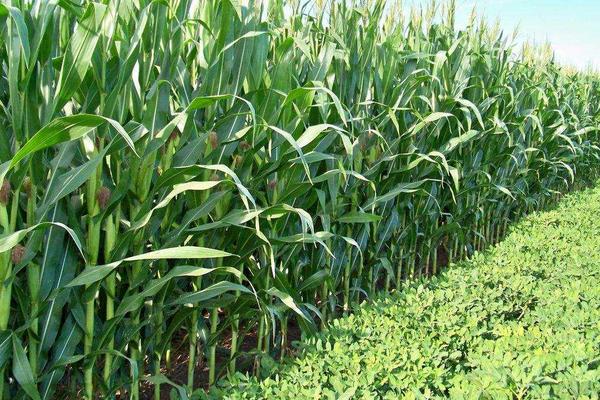 賣化肥的順口溜