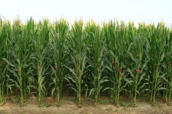 賣化肥的順口溜