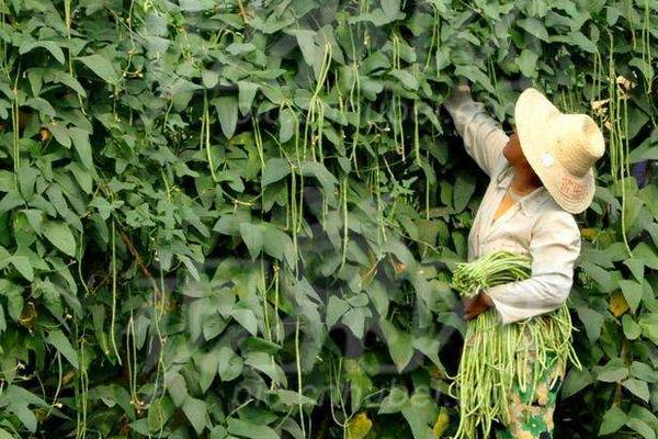 豆角高產(chǎn)栽培秘方