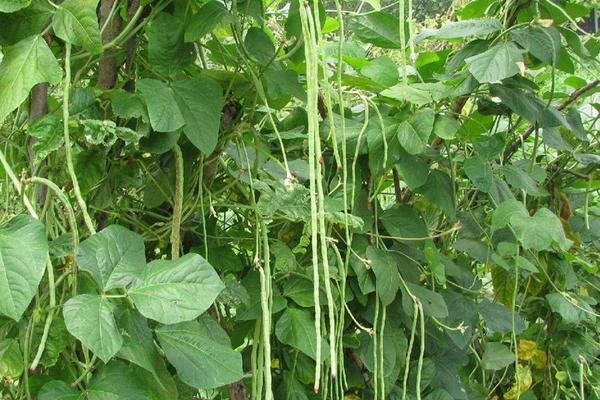 豆角高產(chǎn)栽培秘方