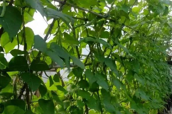豆角高產(chǎn)栽培秘方