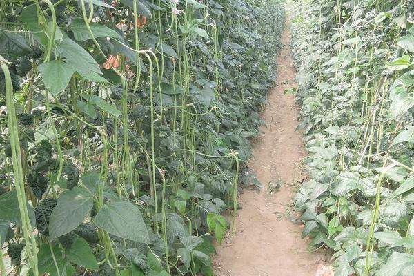 豆角高產(chǎn)栽培秘方