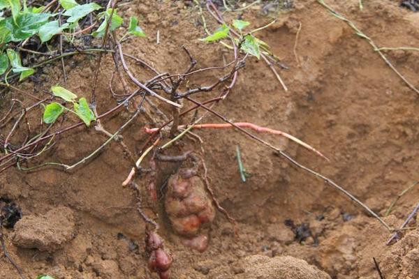 三年何首烏畝產量