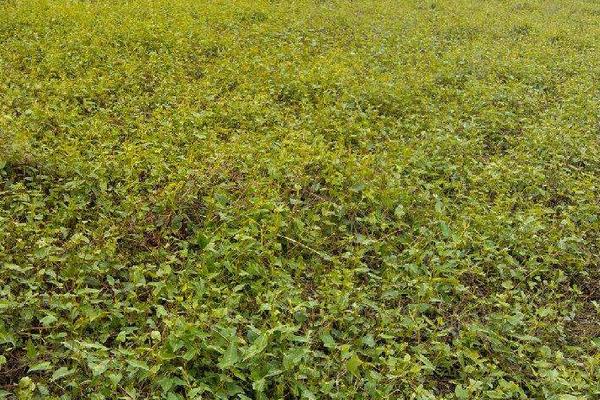 三年何首烏畝產量