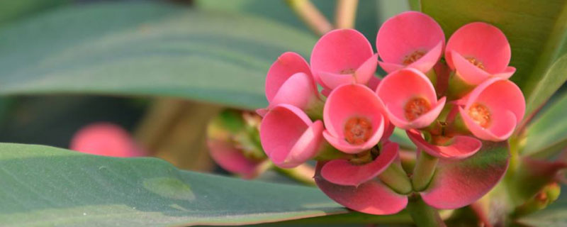 虎刺梅的養殖方法和注意事項，每年進行修剪可多開花