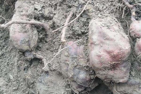 三年何首烏畝產量