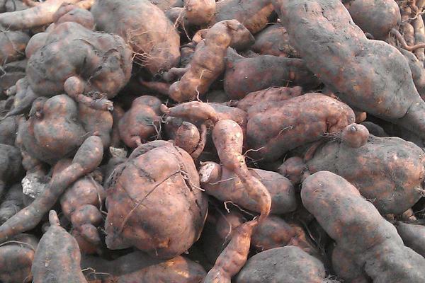 三年何首烏畝產量