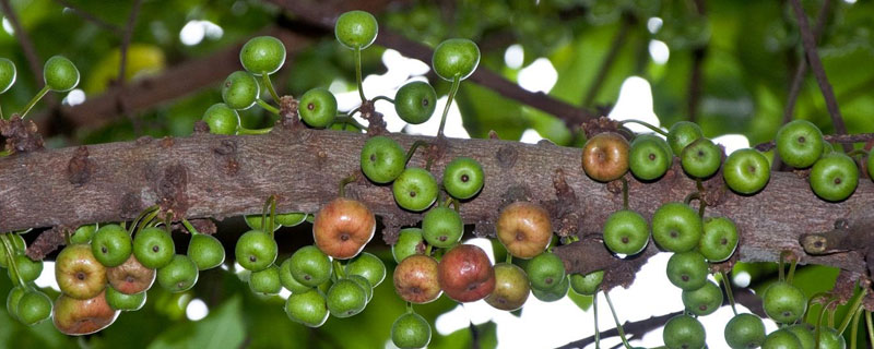 南方水果種植新品種，營養(yǎng)價值高，售價也高