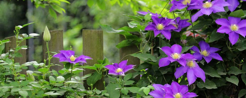 鐵線蓮的養(yǎng)殖方法，鐵線蓮的繁殖方式