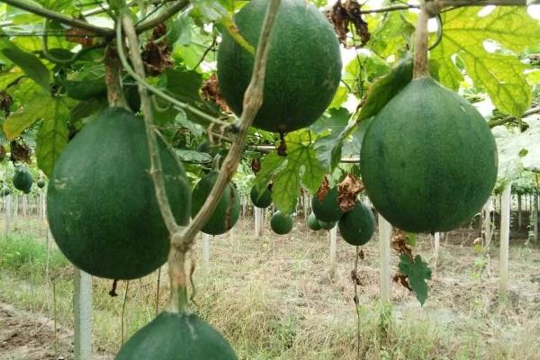 種植瓜蔞失敗了