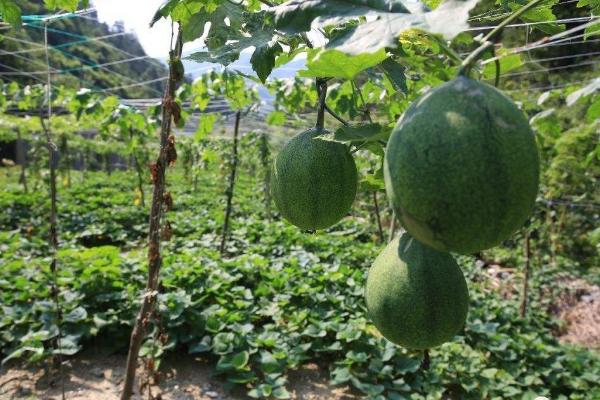 種植瓜蔞失敗了