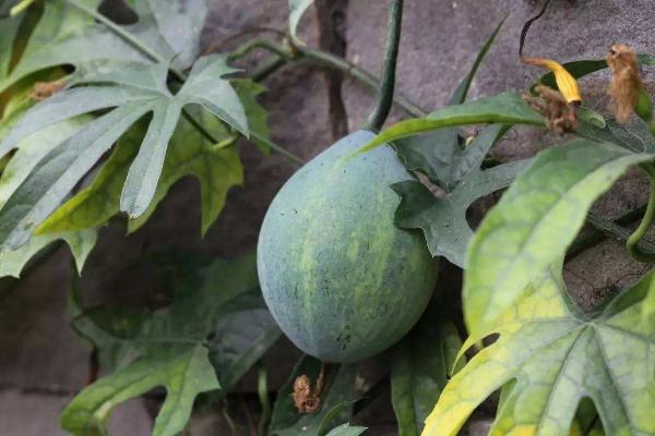 種植瓜蔞失敗了