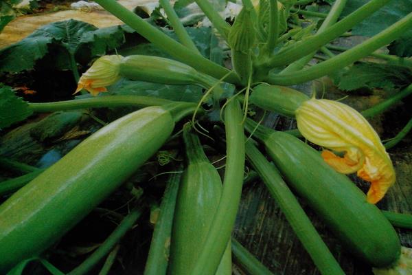 西葫蘆的種植技術