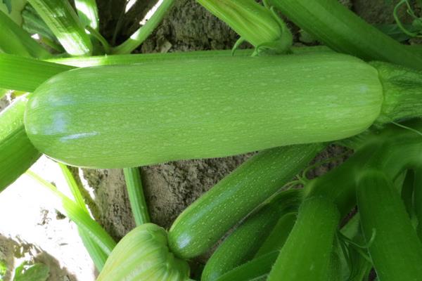 西葫蘆的種植技術