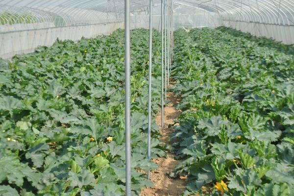 西葫蘆的種植技術