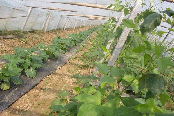 西葫蘆的種植技術