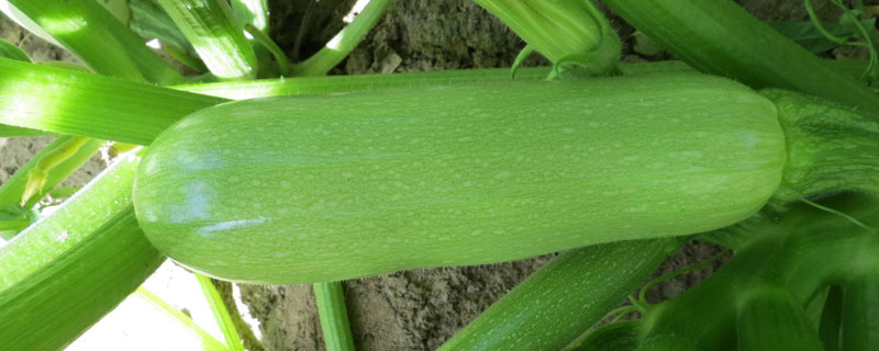 西葫蘆種植時間 西葫蘆什么時候上市