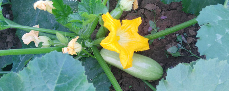 西葫蘆的種植技術，定植密度要合理，后期管理很重要